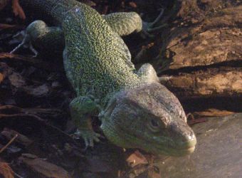 Photo d'un lézard ocellé par Julien PIERRE