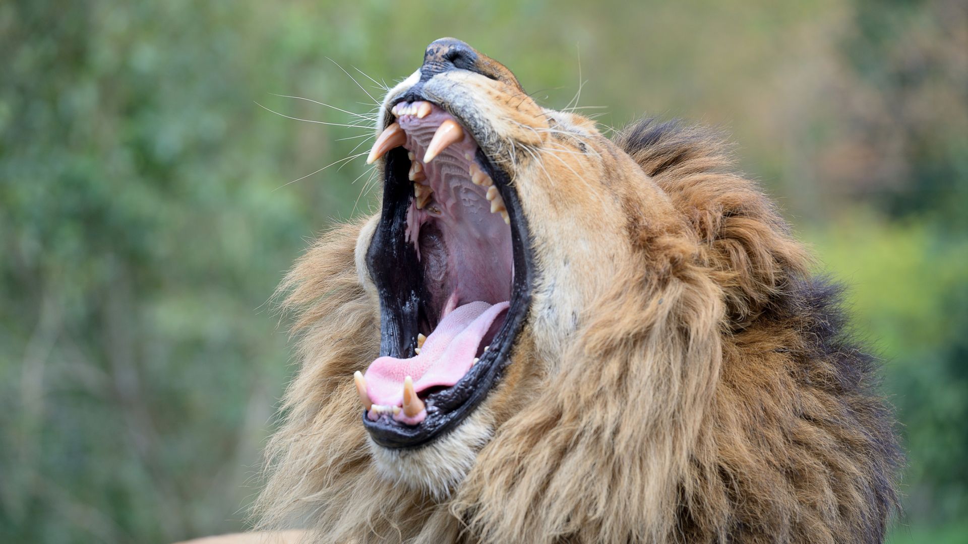 Lion : taille, description, biotope, habitat, reproduction