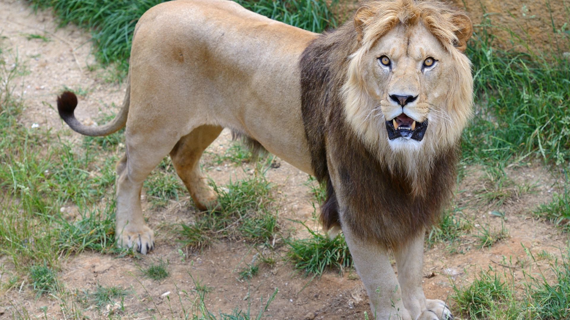 https://www.anigaido.com/media/zoo_animaux/101-200/158/lion-de-l-atlas-panthera-leo-leo-xl.jpg