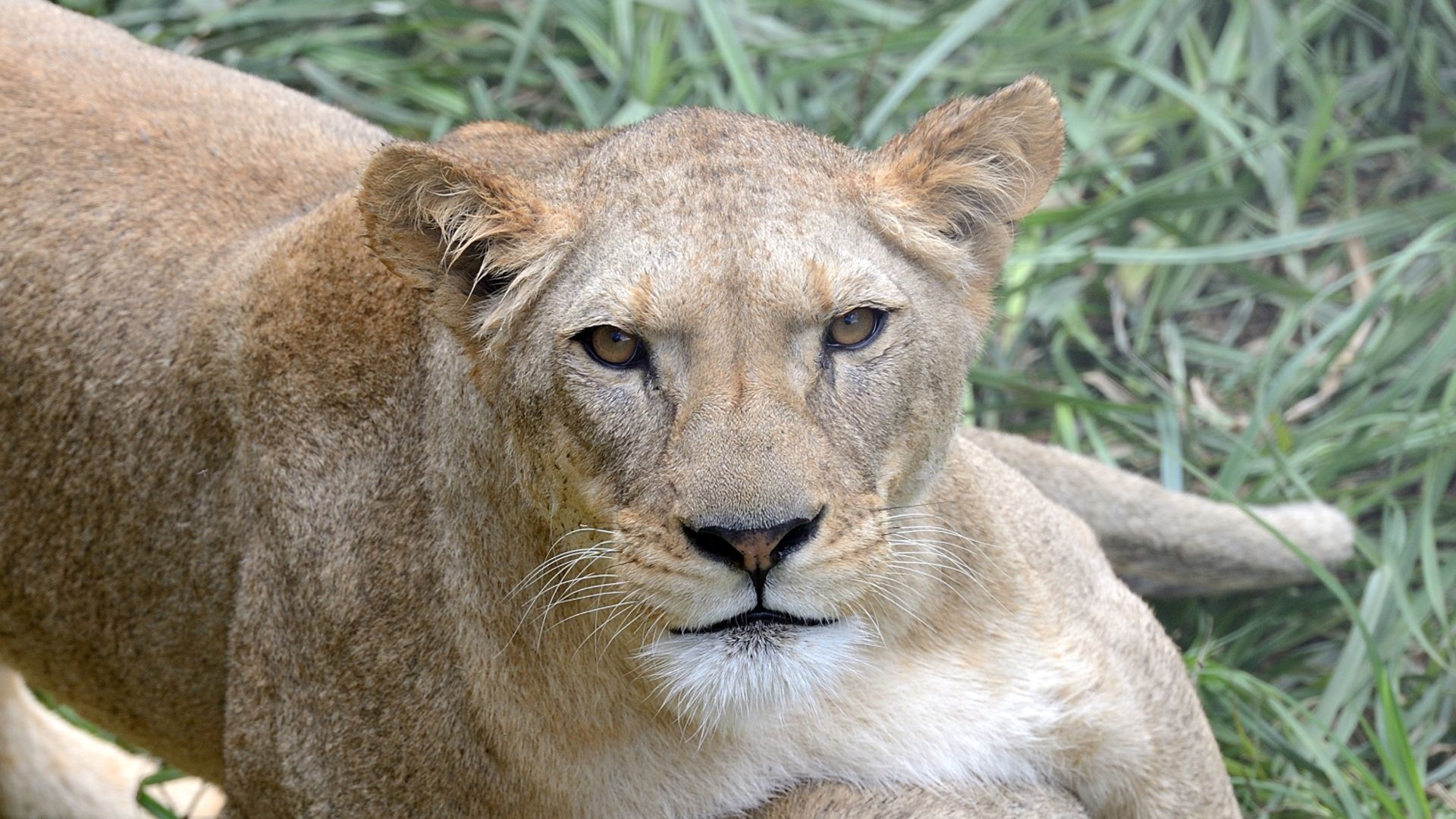 Définition  Lion d'Afrique - Panthera leo - Lion