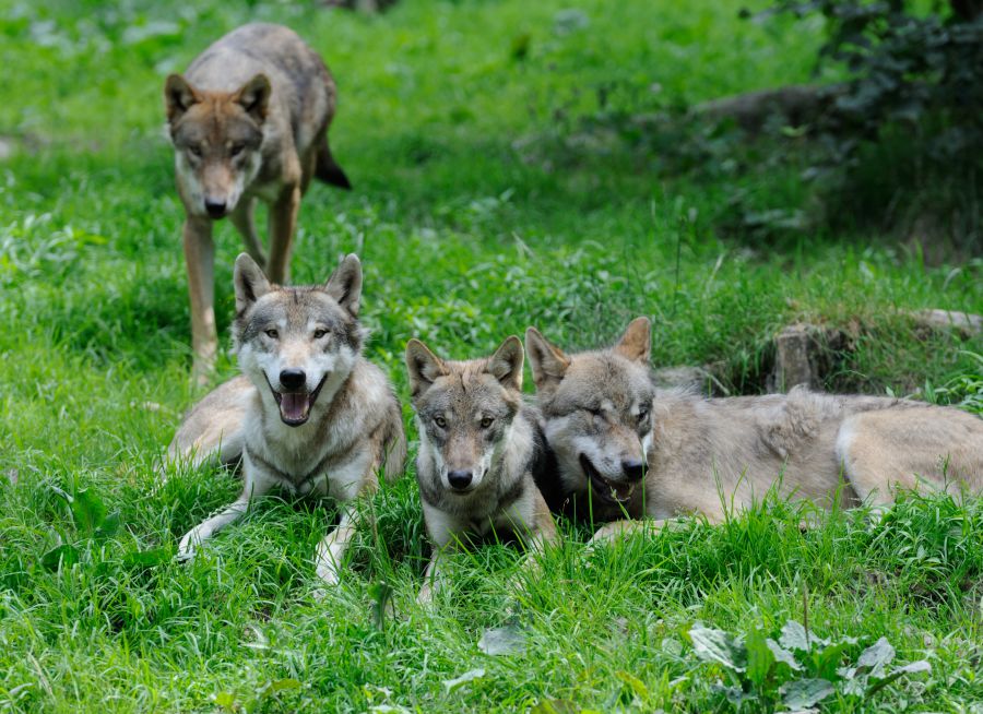 Quatre loups gris vus de face couchés dans l'herbe par Thomas PIERRE