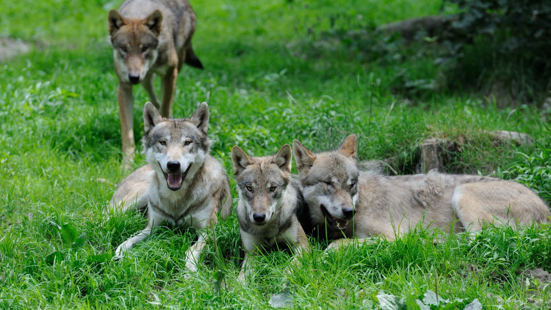 Loup Gris Taille Description Biotope Habitat Reproduction