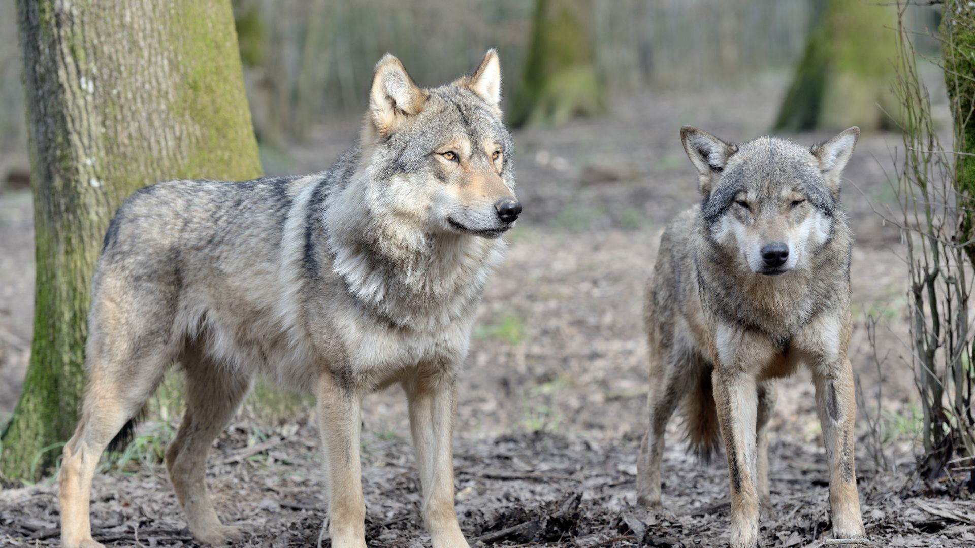 Loup gris (Canis lupus)