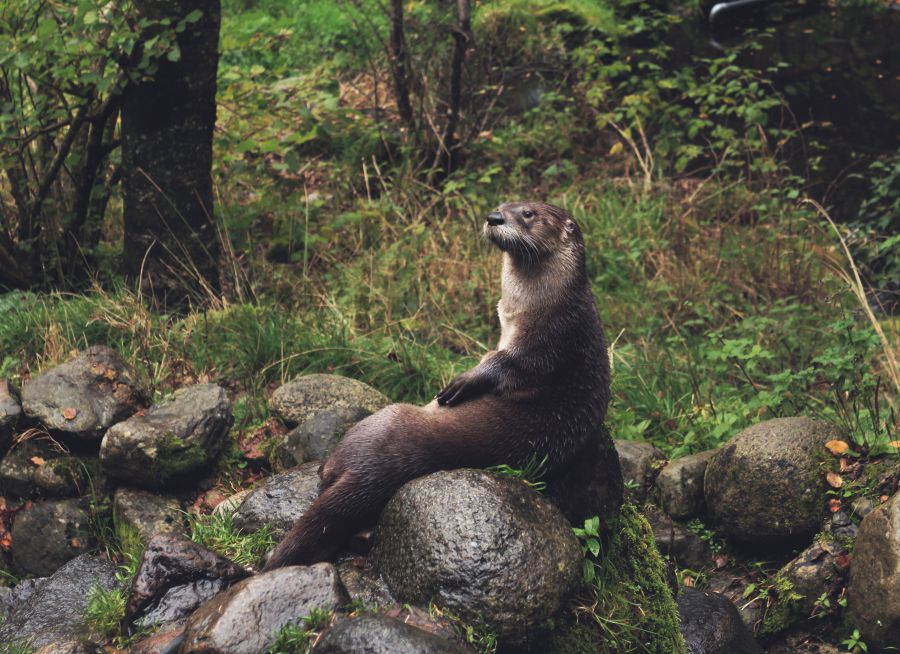 Photo d'une loutre d'Europe par Free-Photos - Pixabay - CC0