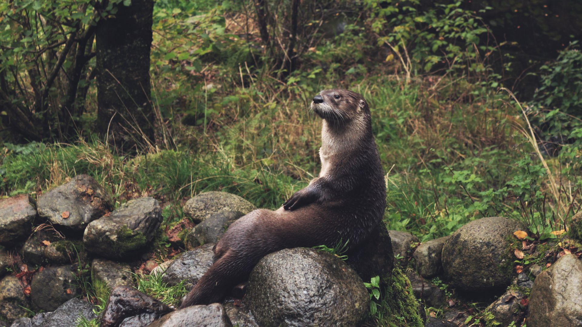 Loutre d'europe : taille, description, biotope, habitat, reproduction