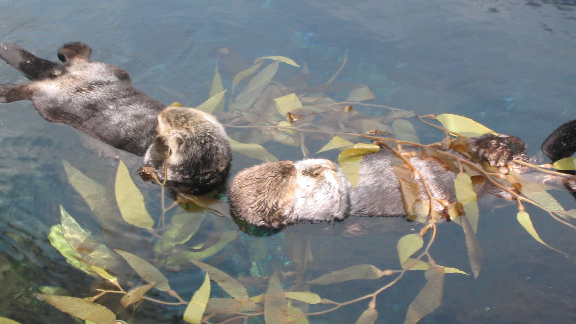 Loutre de mer : taille, poids, fourrure, alimentation