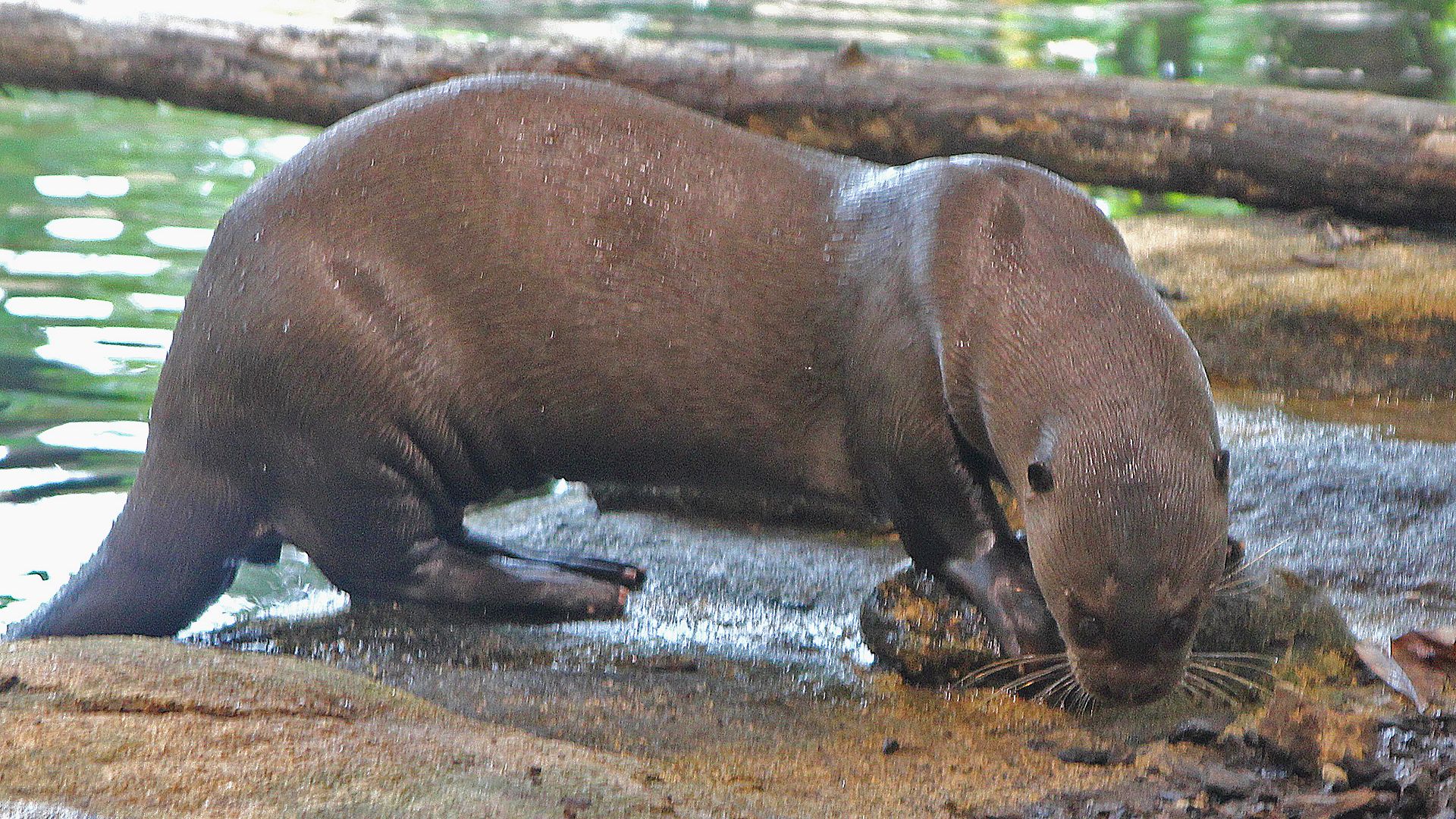 Mignonne loutre, où vis-tu? - Bioparc