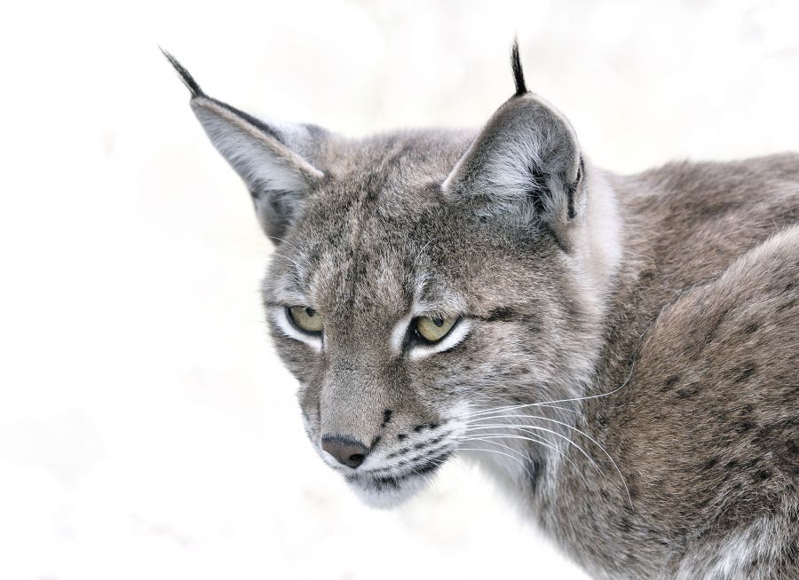 Photo d'un lynx boréal par Thomas PIERRE