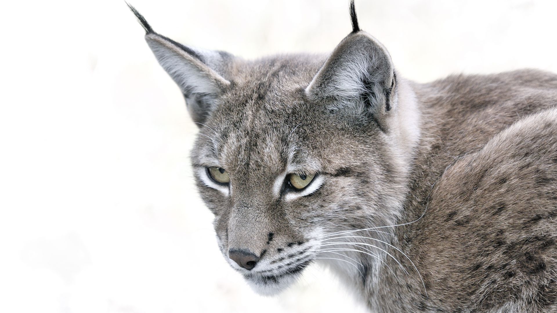 Menacé d'extinction, le lynx fait son grand retour en France !