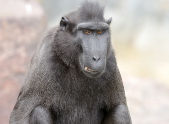 Photo d'un macaque de Célèbes par Thomas PIERRE