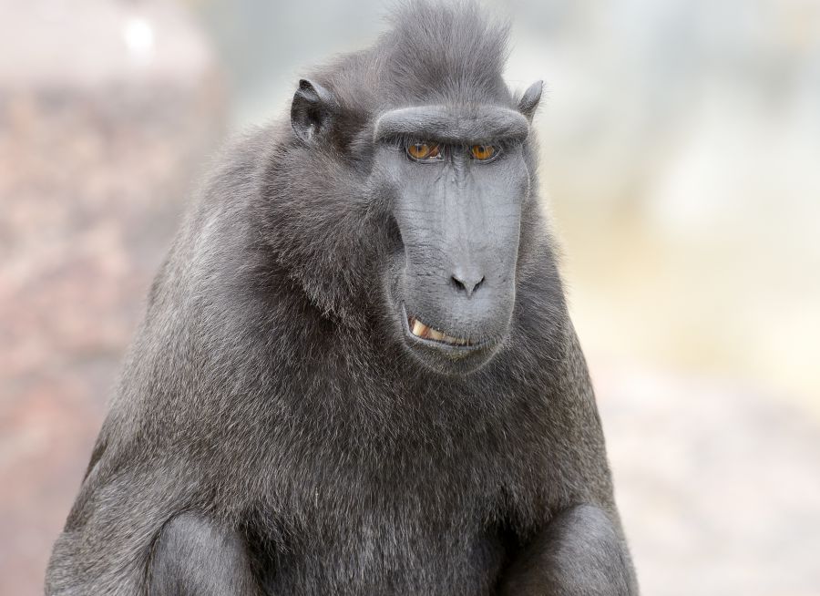 Photo d'un macaque de Célèbes par Thomas PIERRE