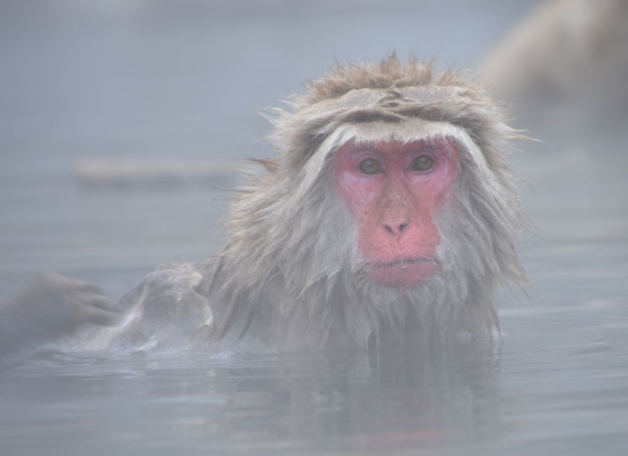 Photo d'un macaque japonais par pen_ash - Pixabay - CC0