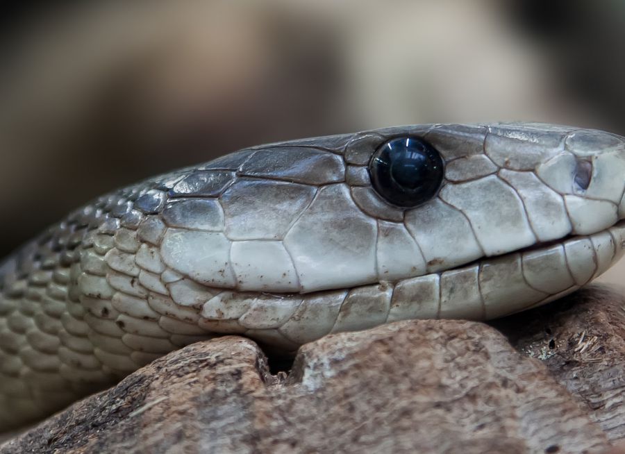 Photo d'un mamba noir par Foto-Rabe - Pixabay - CC0