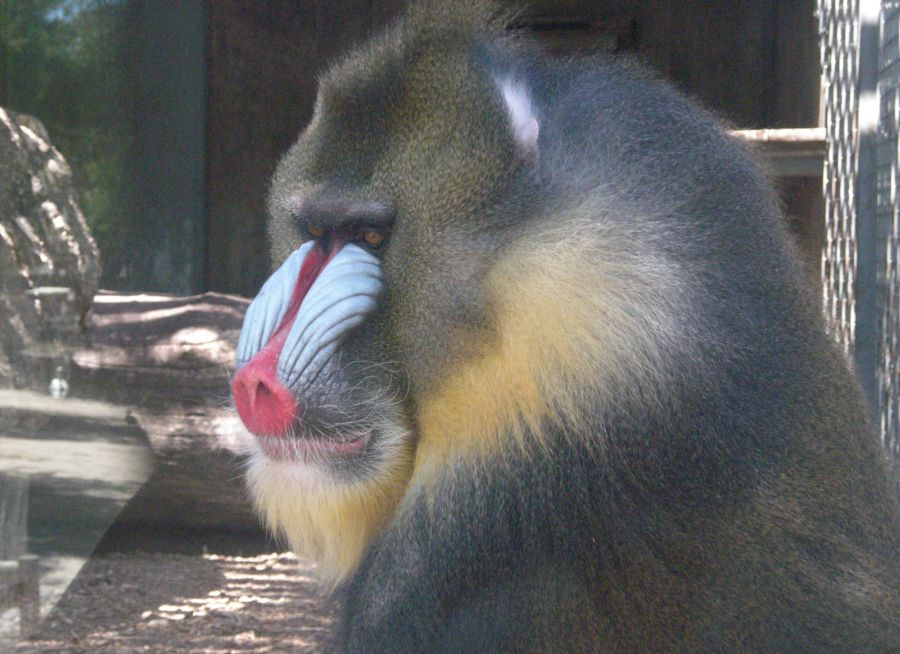  Photo d'un mandrill mâle adulte par Julien PIERRE