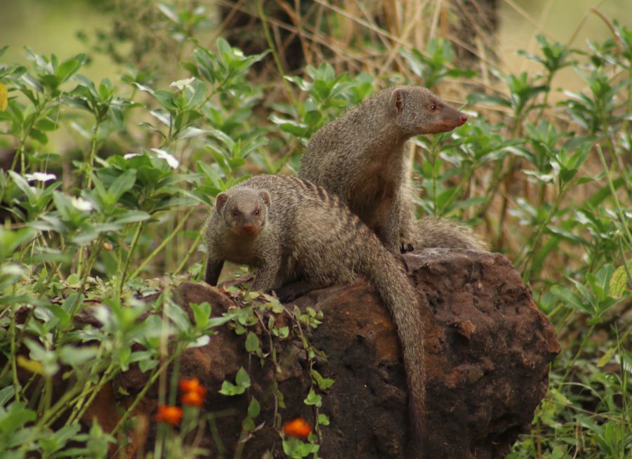 Photo de deux mangoustes rayées par Florent PUCHOT