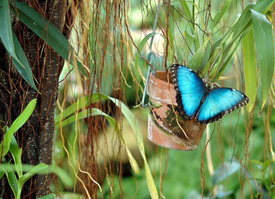Photo d'un papillon morpho bleu par paulbr75 - Pixabay - CC0
