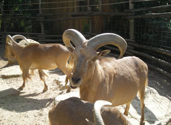 Photo de mouflons à manchettes par Julien PIERRE