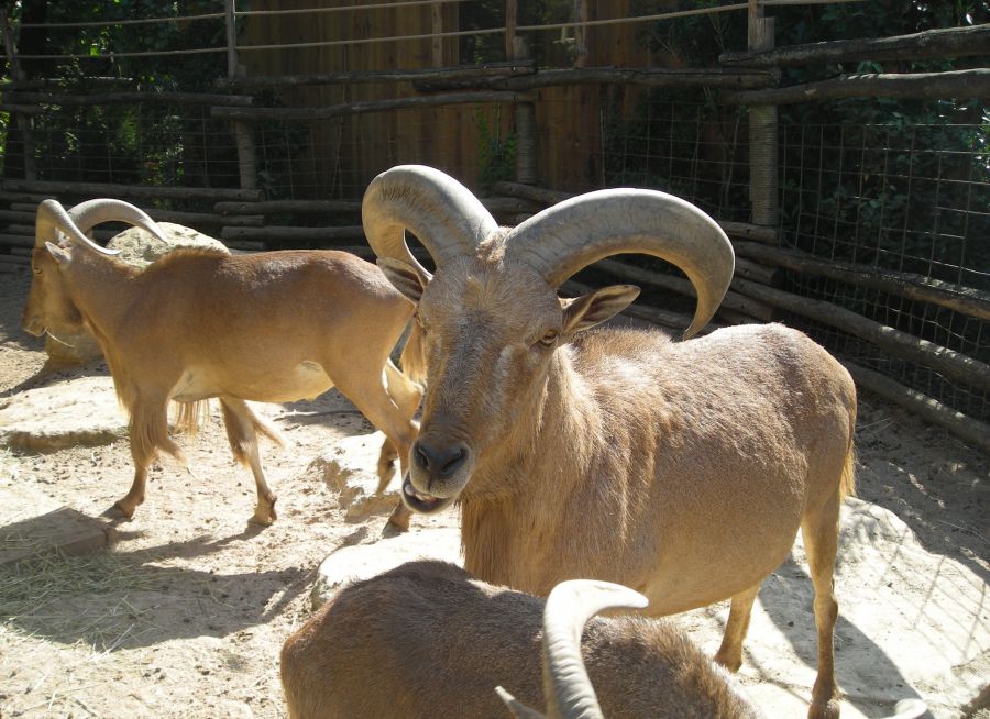 Photo de mouflons à manchettes par Julien PIERRE