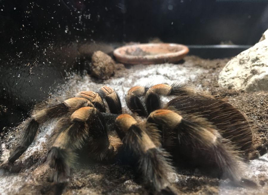 Photo d'une mygale à pattes rouges par Julien PIERRE