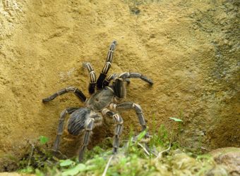 Photo d'une mygale de Leblond par Thomas PIERRE