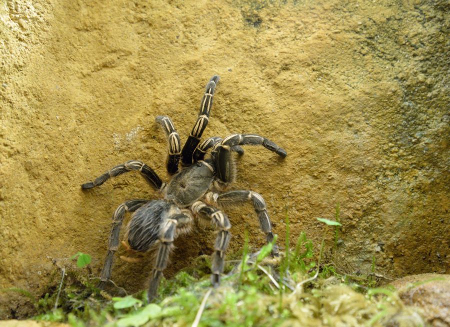 Photo d'une mygale de Leblond par Thomas PIERRE