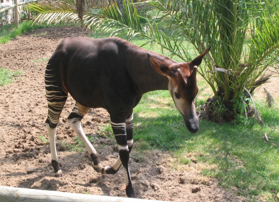 Photo d'un okapi par Julien PIERRE