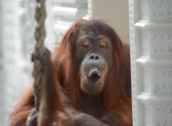 Photo d'une femelle orang-outan par Thomas PIERRE