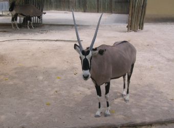 Photo d'un oryx gazelle par Julien PIERRE