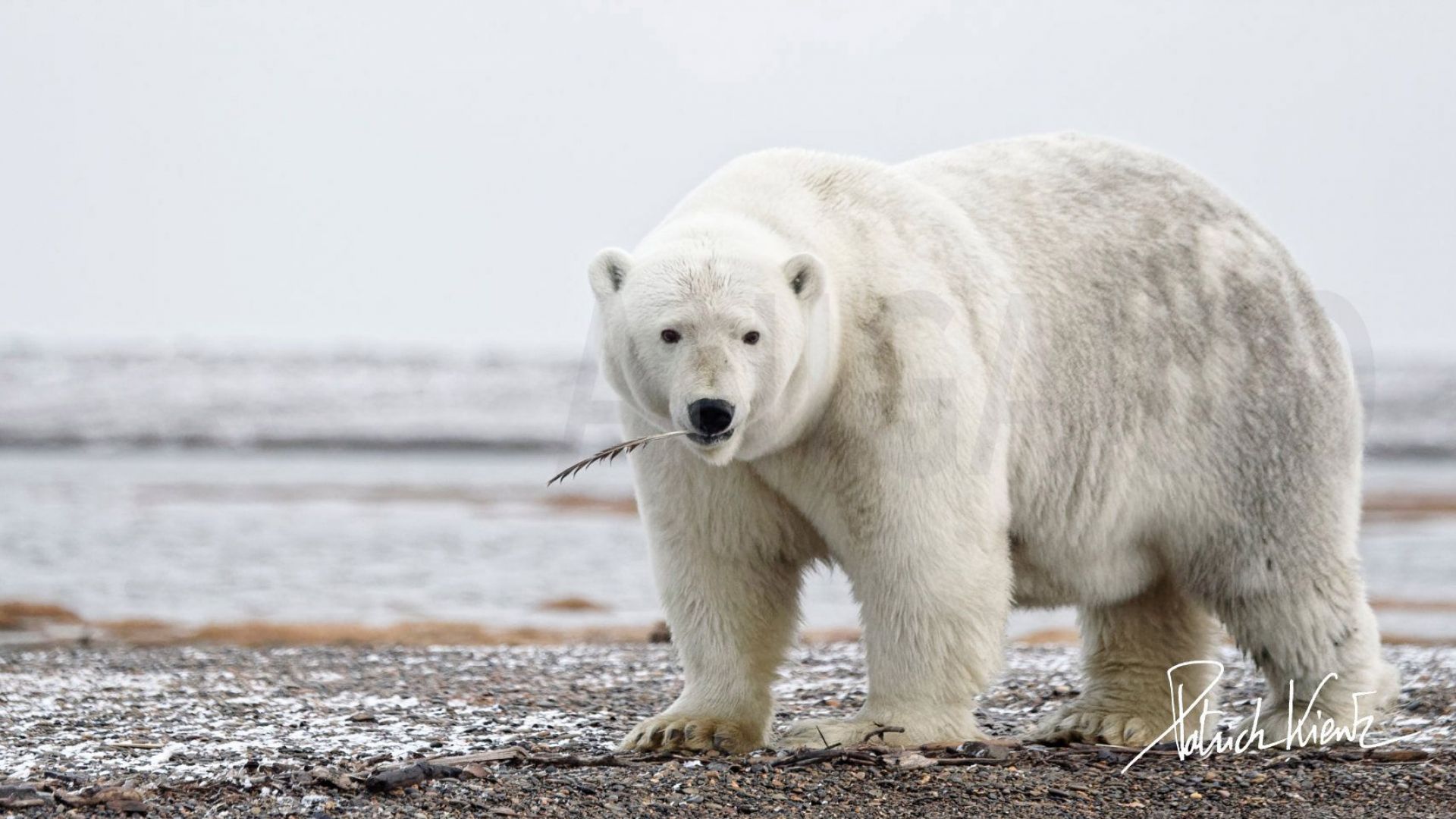 Ours blanc : taille, description, biotope, habitat, reproduction