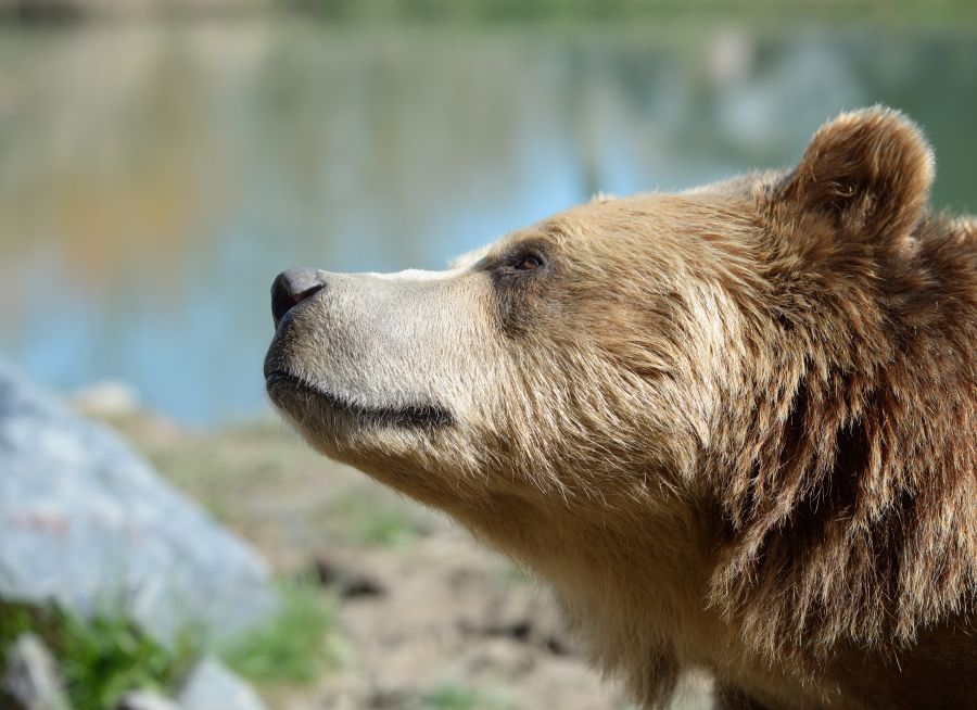 Photo d'un ours brun par Thomas PIERRE