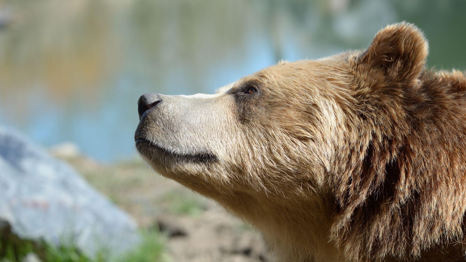 Caractéristiques et description de l'Ours brun