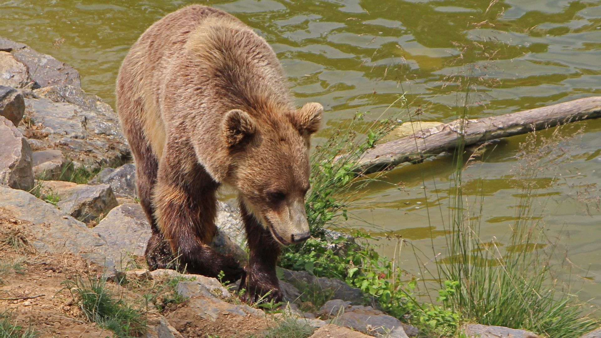 Ours brun : taille, description, biotope, habitat, reproduction