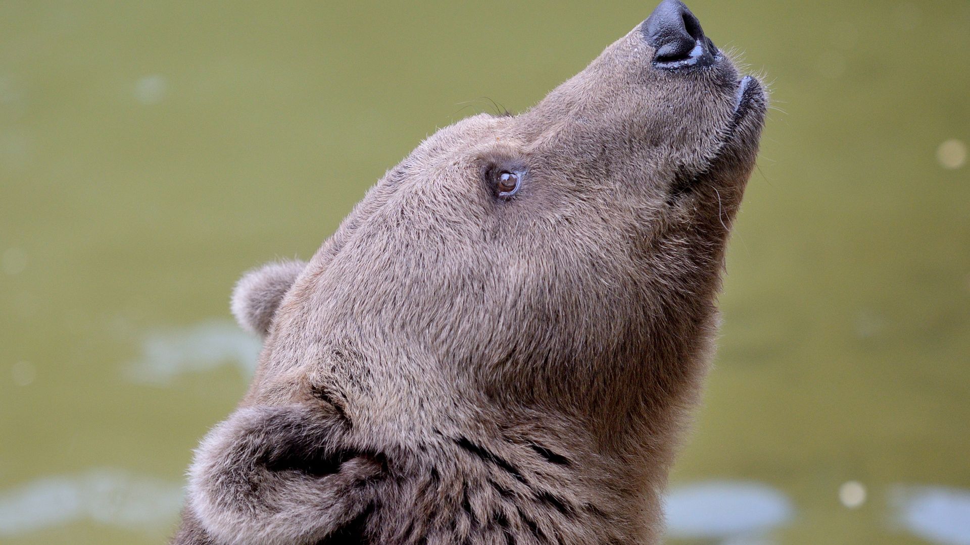 Ours brun (Ursus arctos) - Monde Animal