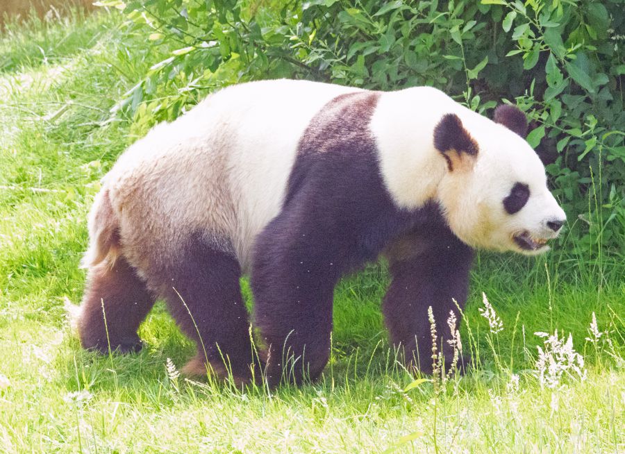 Photo d'un panda géant de Chine par Pierre-François BOUCHER