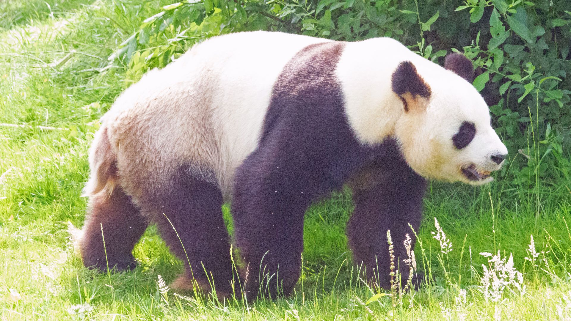 Panda Geant Taille Description Biotope Habitat Reproduction
