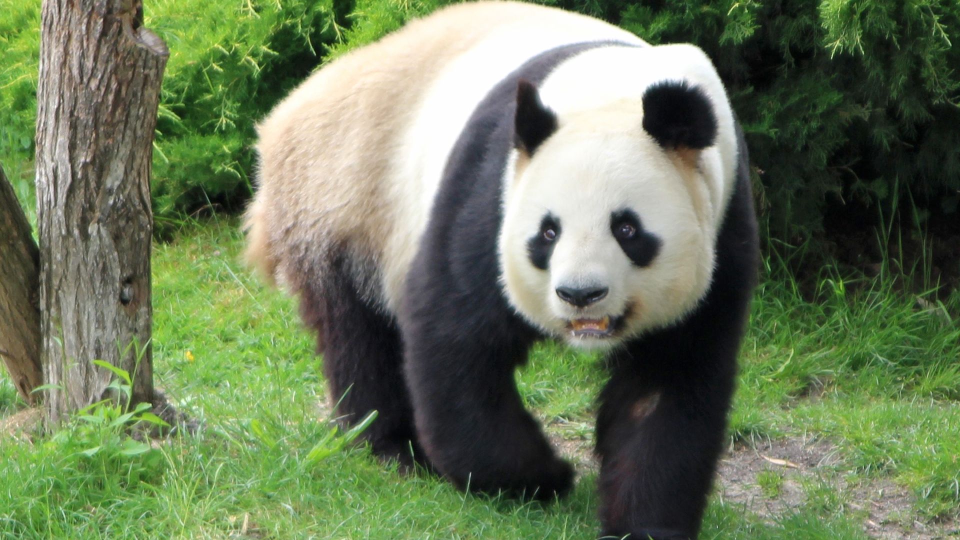 Panda geant : taille, description, biotope, habitat, reproduction