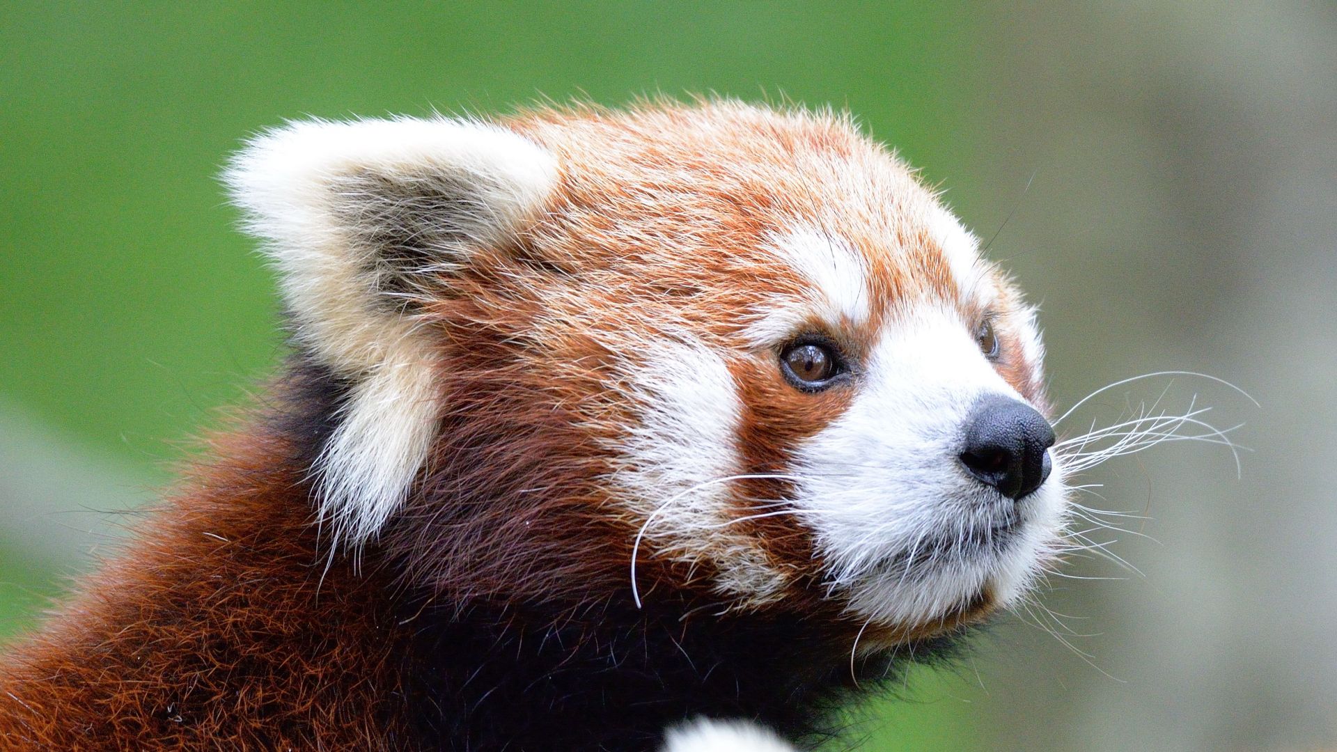 Panda roux - Vikidia, l'encyclopédie des 8-13 ans