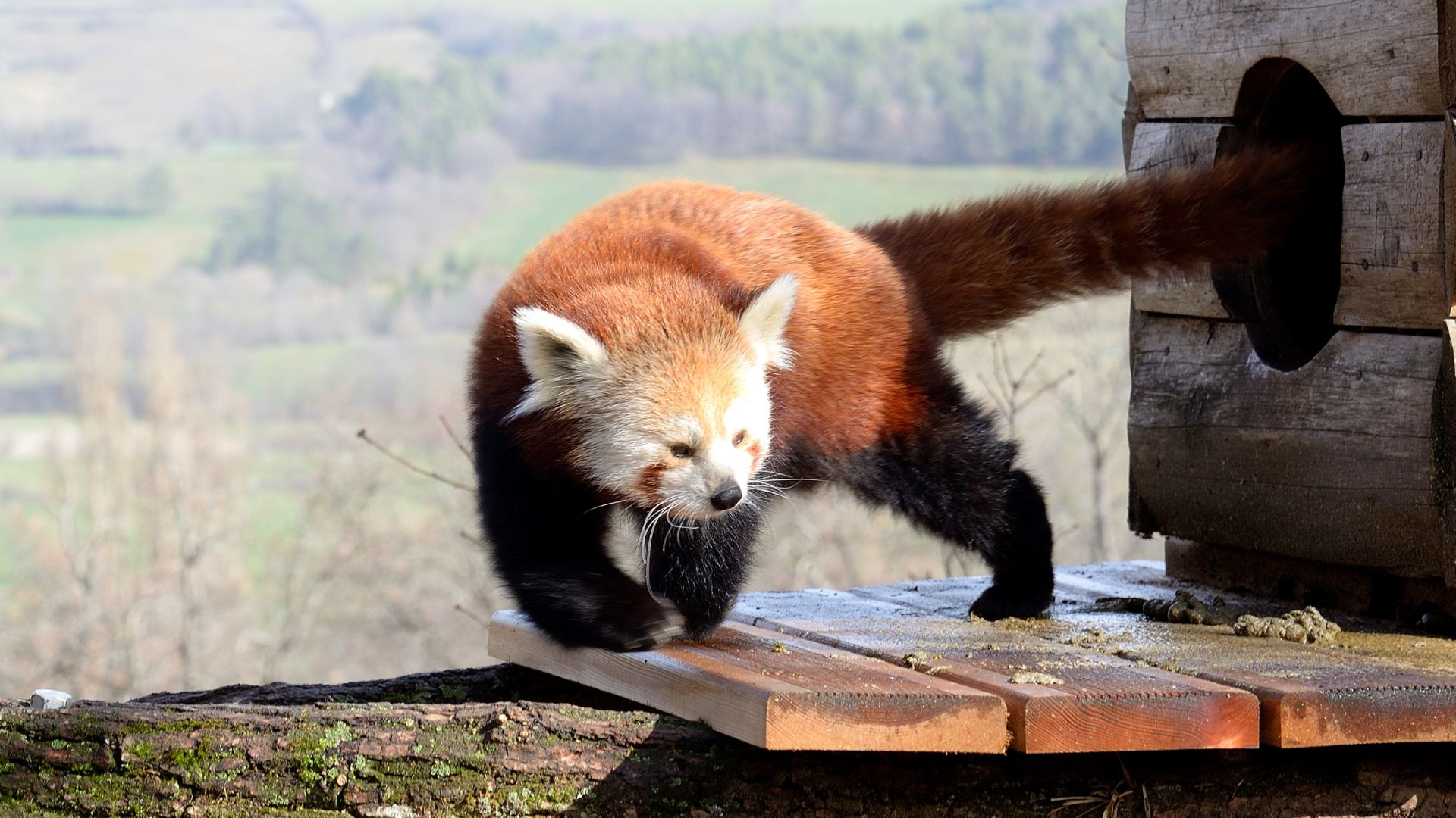 Panda roux : taille, description, biotope, habitat, reproduction