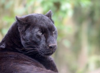 Photo d'une panthère noire par Thomas PIERRE