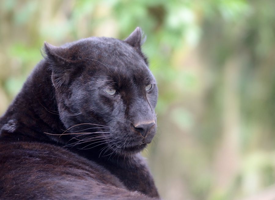 Photo d'une panthère noire par Thomas PIERRE