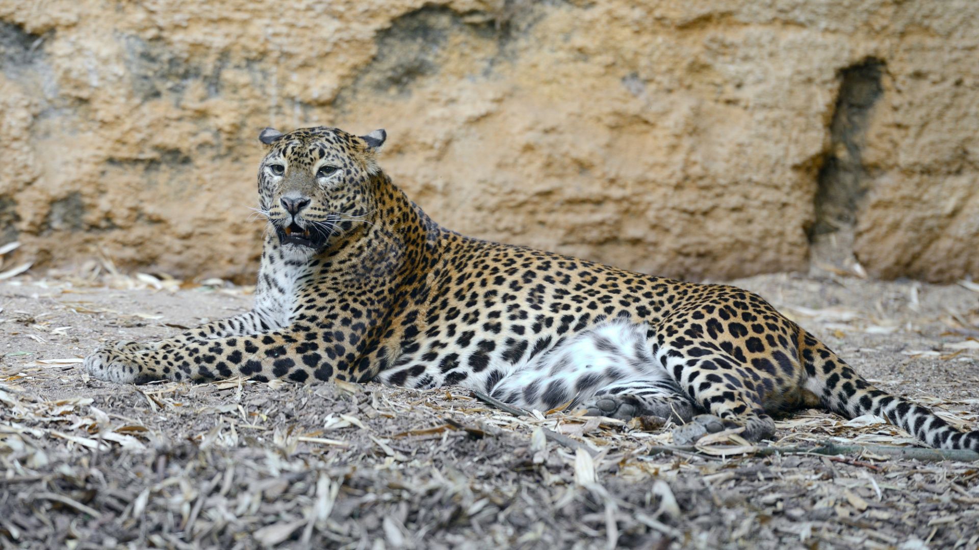 Panthere : taille, description, biotope, habitat, reproduction