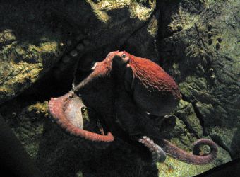 Photo d'une pieuvre géante du Pacifique par Julien PIERRE