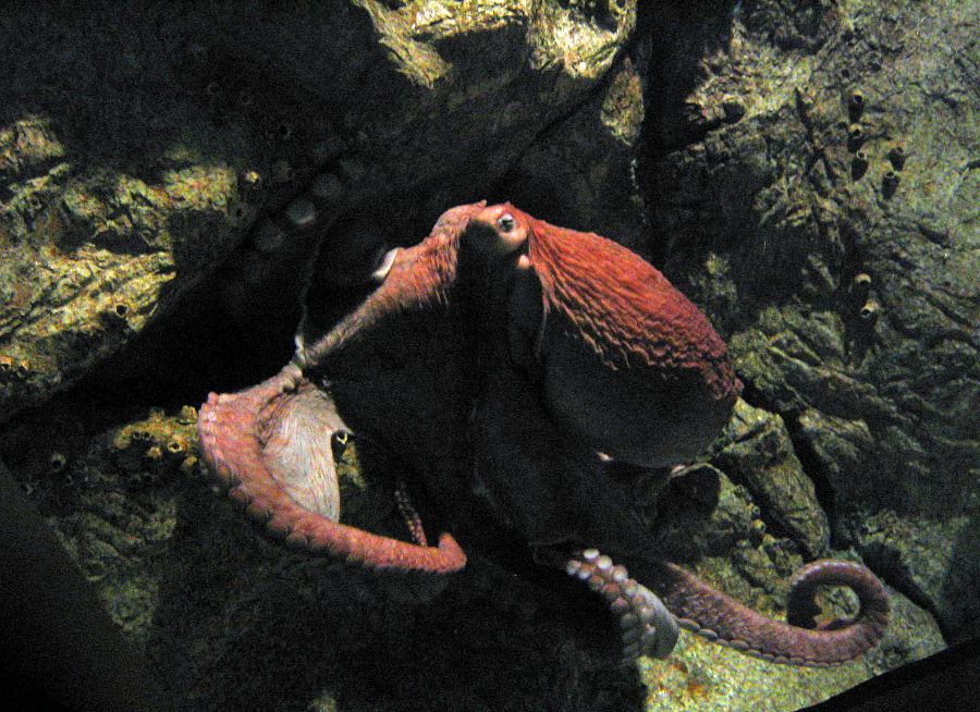 Photo d'une pieuvre géante du Pacifique par Julien PIERRE