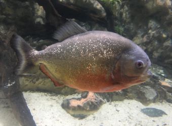 Photo d'un piranha à ventre rouge par Julien PIERRE