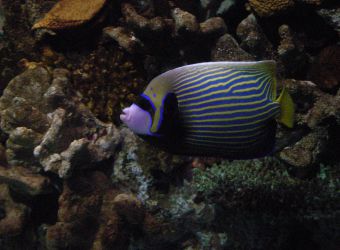 Photo d'un poisson-ange empereur par Julien PIERRE