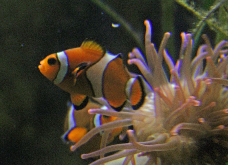 Photo d'un poisson-clown du Pacifique par Pierre-François BOUCHER