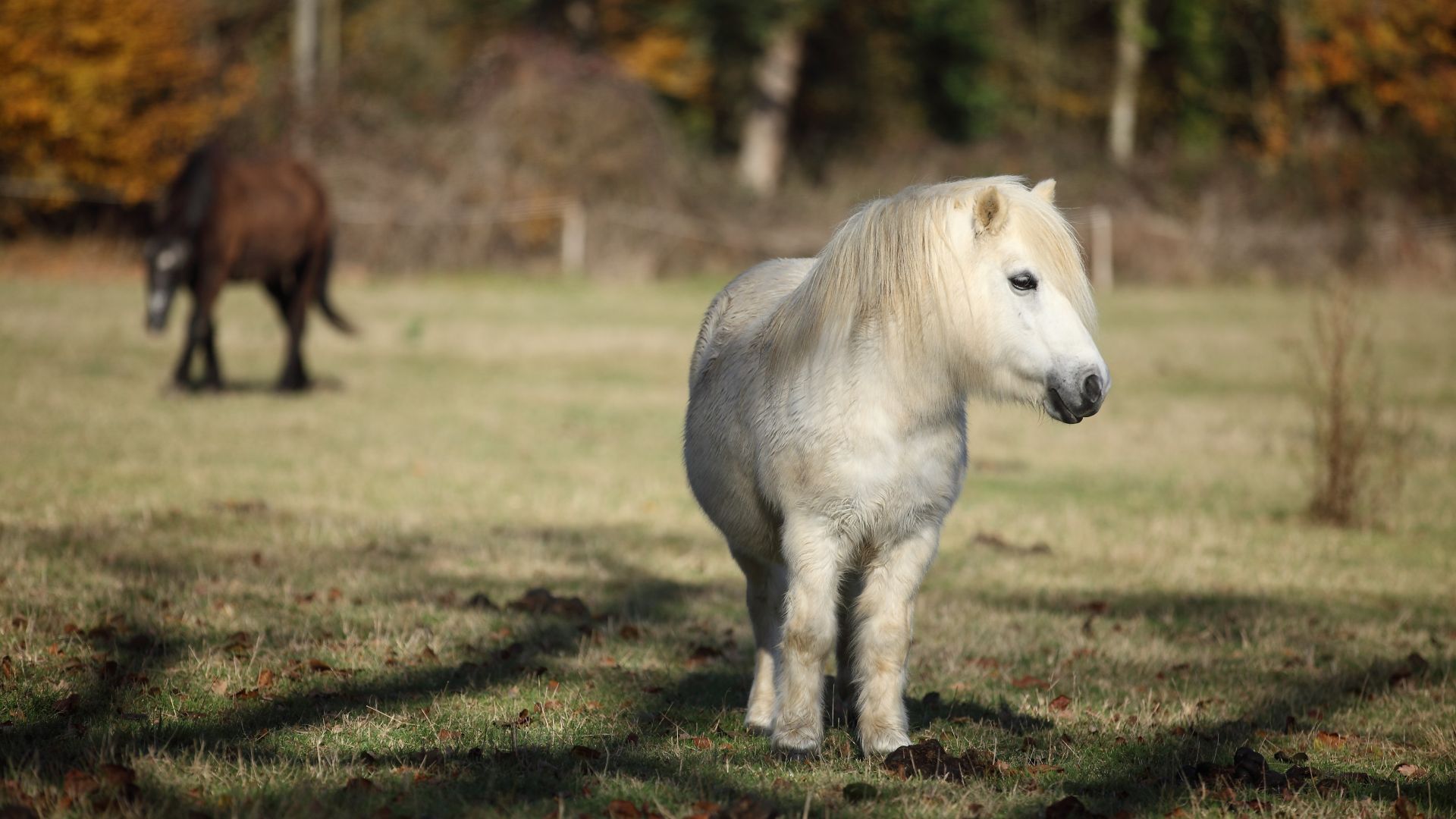 Poney : taille, description, biotope, habitat, reproduction