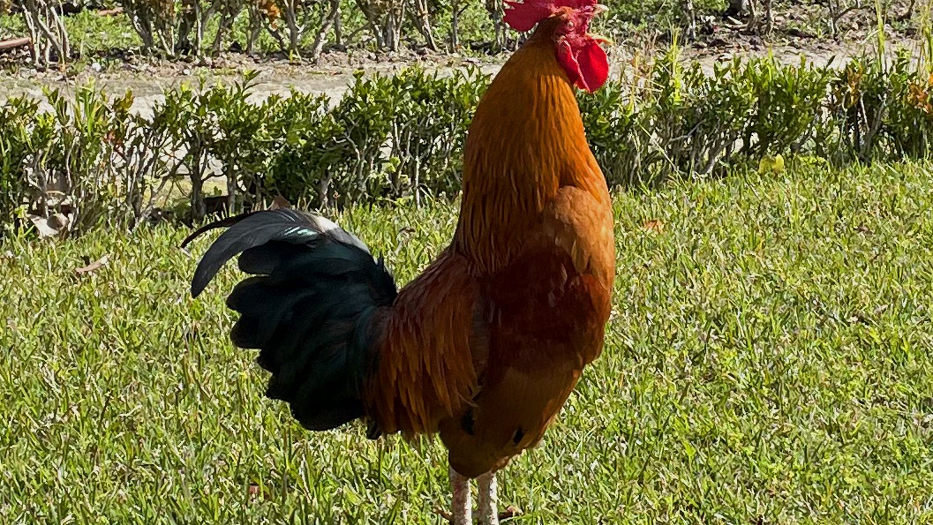 Des poules et des lapins dans mon jardin 