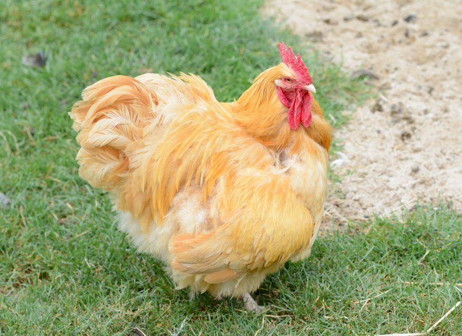 Photo d'une poule par Thomas PIERRE