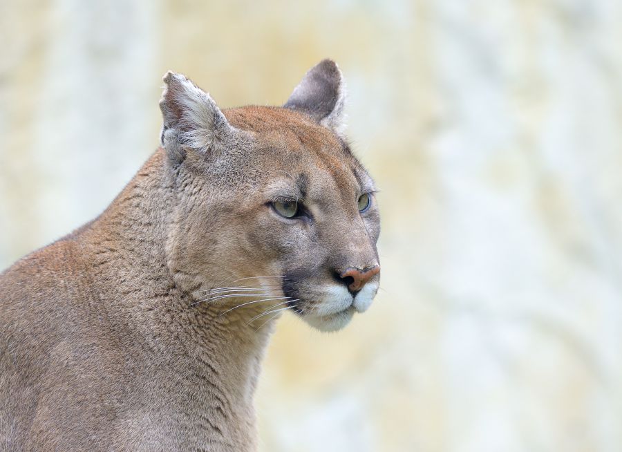 Photo d'un puma par Thomas PIERRE